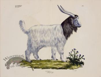 Goldfuss Cashmere Goat